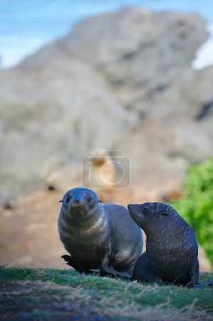 Twin Fur Seal pups of Cape Palliser, New Zealand
