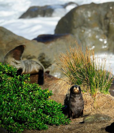 Phoques à fourrure du Cap Palliser, Nouvelle-Zélande