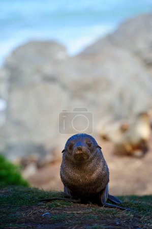 Sello de piel Pup de Cape Palliser, Nueva Zelanda