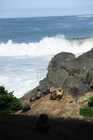 Fur Seals of Cape Palliser, New Zealand