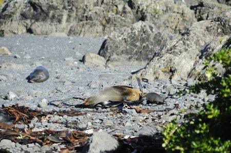Futter für Robbenwelpen von Cape Palliser, Neuseeland
