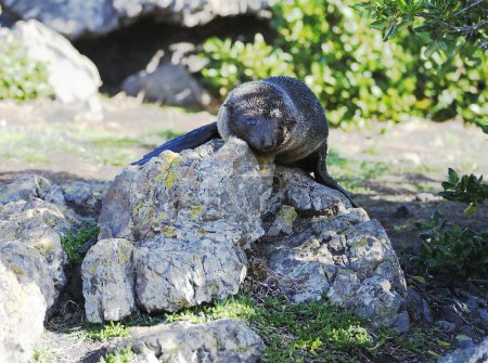 Fur Seal Pup of Cape Palliser, New Zealand