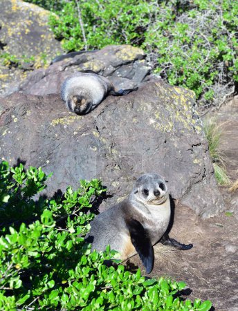 Dos focas de piel de Cabo Palliser, Nueva Zelanda