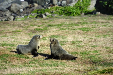 Fur Seal Pups of Cape Palliser, Nueva Zelanda