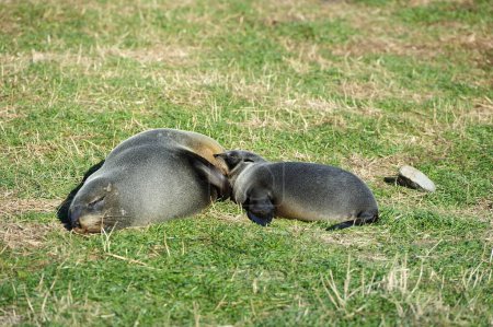 Famille des otaries à fourrure de Cape Palliser, Nouvelle-Zélande