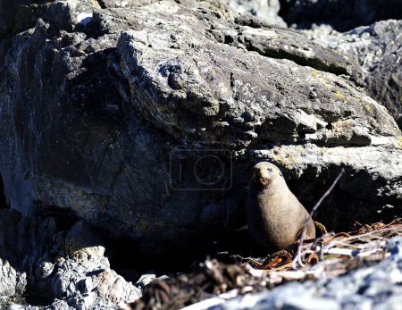Phoque à fourrure du Cap Palliser, Nouvelle-Zélande