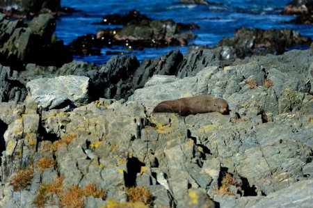 Fur Seal of Cape Palliser, New Zealand