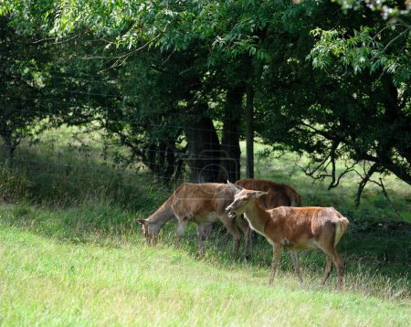 Red Deer hinds grazing in the long grass
