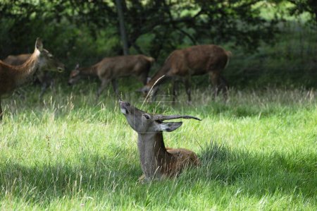 Red Deer Stag smelling the air in the long grass