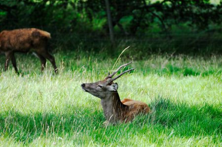 Red Deer Stag settling down in the shade in the long grass