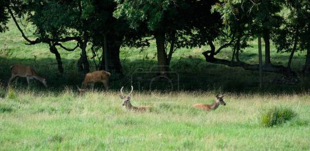 Red Deer Stag and hind resting in the long grass