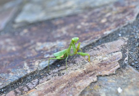 Kleine grüne Gottesanbeterin auf Steinmauer