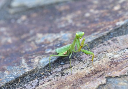 Pequeña mantis verde rezando en la pared de piedra