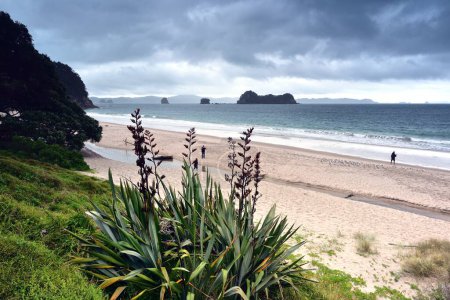 Photo for Hahei Beach Walk, Whitianga, New Zealand - 10th November 2022:Families exploring Hahei Beach Walk - Royalty Free Image