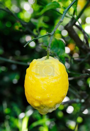 Wilde Zitrone hängt an einem Baum