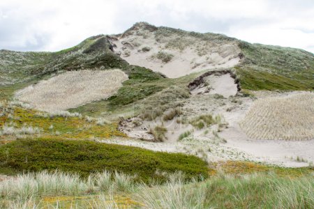 Sand dunes and grasses in the Noordholland nature reserve in Molecaten Park Noordduinen