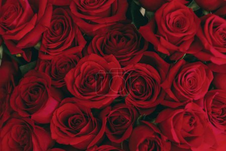 Foto de Rosas rojas en un jarrón como regalo para la pared blanca del día de San Valentín - Imagen libre de derechos