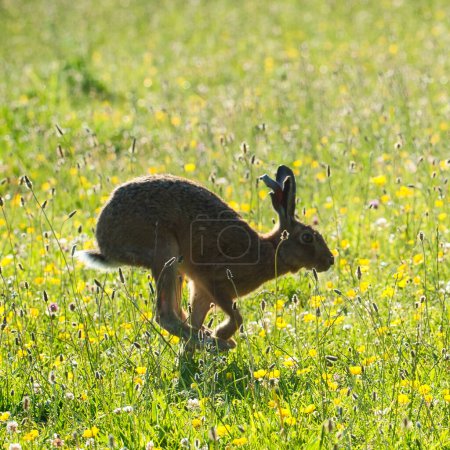 European hare running in a green field in sunshine.  