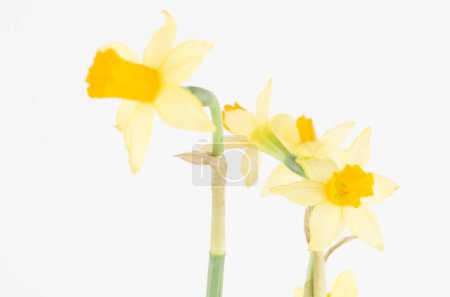 Téléchargez les photos : Narcus , flor natuyre amarillo , flor .  regalo , buquet , jardin , - en image libre de droit