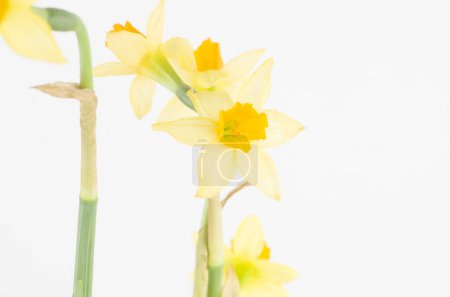 Téléchargez les photos : Narcus , flor natuyre amarillo , flor .  regalo , buquet , jardin , - en image libre de droit