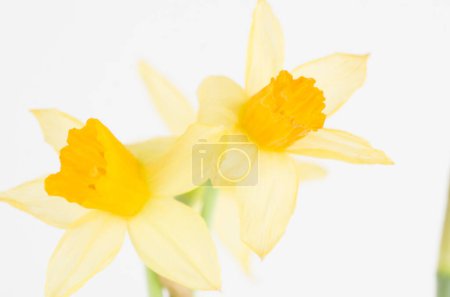 Foto de Flores, naturales, flora, fauna, tulipan amarillo, rojo, buquet, floristería, regalar, fiesta - Imagen libre de derechos