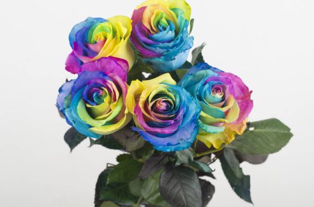 Foto de Rosa, buquet, celebración, ramo, parque, petalos, flora, colorines - Imagen libre de derechos