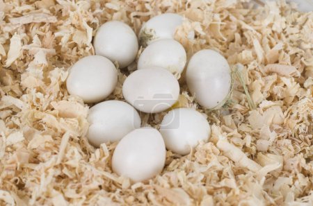 Photo for A bunch of eggs in a bowl of shredded wood - Royalty Free Image