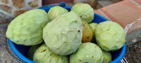 close up view of custard apples or cherimoya fruits