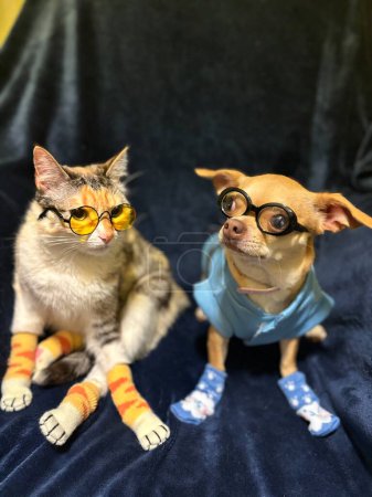 Téléchargez les photos : Chat et chien avec des lunettes et des chaussettes - en image libre de droit