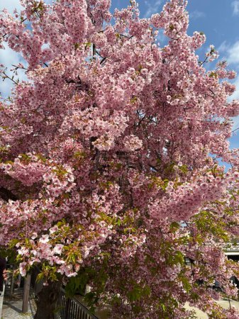 Foto de Hermosas flores de primavera en el jardín - Imagen libre de derechos