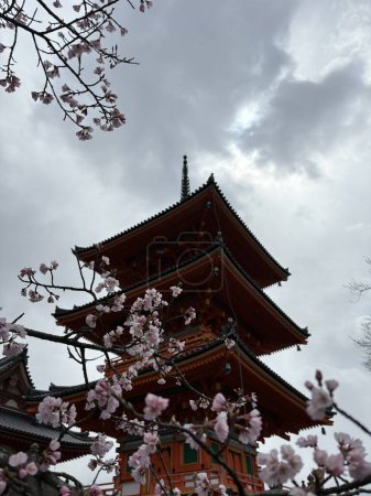 Foto de Flor de cerezo en Japón - Imagen libre de derechos