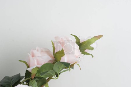 Photo for White rose flower on gray concrete background. top view - Royalty Free Image