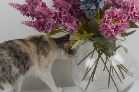 Photo for Cat and pink flowers - Royalty Free Image