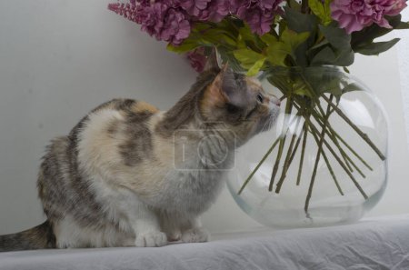 Téléchargez les photos : Mignon chat gris avec des fleurs roses - en image libre de droit