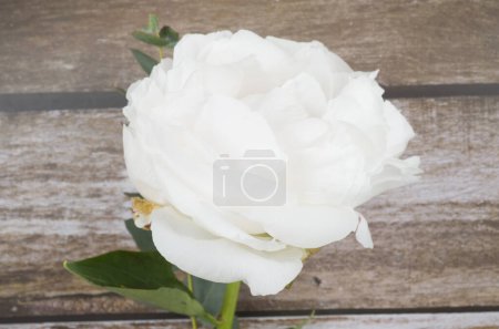Téléchargez les photos : Belle fleur de rose blanche sur bois - en image libre de droit