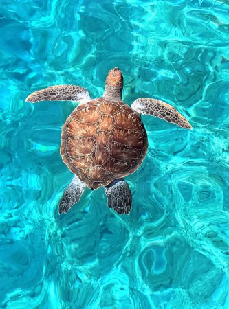 Foto de Enorme tortuga Caretta caretta nada en el mar, vista superior - Imagen libre de derechos