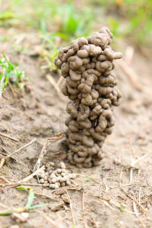 Photo for A view of beautiful earthworms clay on ground - Royalty Free Image