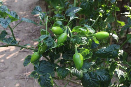 Foto de Pimientos picantes de color verde en el árbol en la granja para la cosecha - Imagen libre de derechos