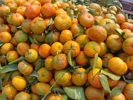 Téléchargez les photos : Savoureux et sain bouillon d'orange sur le magasin à vendre - en image libre de droit