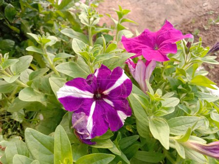 Téléchargez les photos : Violet Surfinia fleur de couleur sur l'arbre dans la ferme pour la récolte - en image libre de droit
