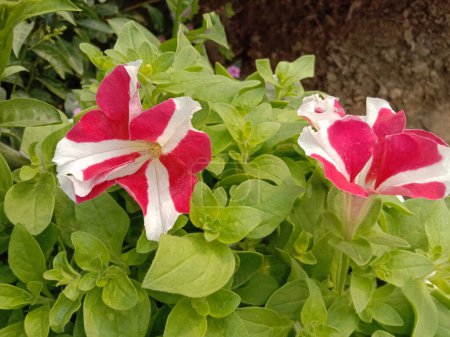 Téléchargez les photos : Rose Surfinia fleur de couleur sur l'arbre dans la ferme pour la récolte - en image libre de droit