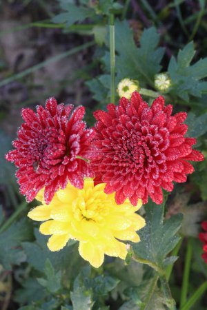 Téléchargez les photos : Red and yellow colored chrysantheme rot tautropfen flower on farm for harvest are cash crops - en image libre de droit