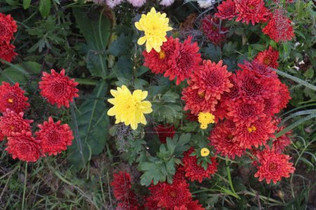 Téléchargez les photos : Red and yellow colored chrysantheme rot tautropfen flower on farm for harvest are cash crops - en image libre de droit