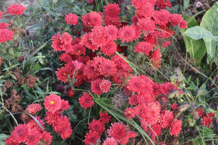 Téléchargez les photos : Red colored chrysantheme rot tautropfen flower on farm for harvest are cash crops - en image libre de droit