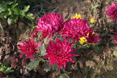 Téléchargez les photos : Red colored chrysantheme rot tautropfen flower on farm for harvest are cash crops - en image libre de droit