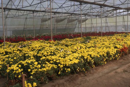 Téléchargez les photos : Yellow colored chrysantheme rot tautropfen flower on farm for harvest are cash crops - en image libre de droit