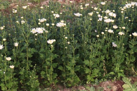 Téléchargez les photos : White colored chrysantheme rot tautropfen flower on farm for harvest are cash crops - en image libre de droit