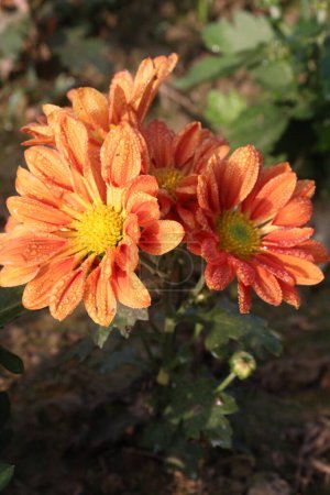 Téléchargez les photos : Orange colored chrysantheme rot tautropfen flower on farm for harvest are cash crops - en image libre de droit