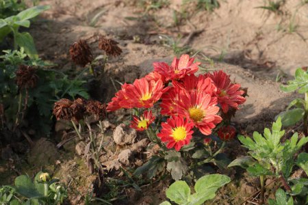 Téléchargez les photos : Orange colored chrysantheme rot tautropfen flower on farm for harvest are cash crops - en image libre de droit