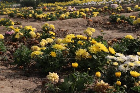 Téléchargez les photos : Yellow colored chrysantheme rot tautropfen flower on farm for harvest are cash crops - en image libre de droit
